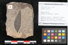 Foto (Objekt + Etikett) von Zizyphus ungeri H. (NHMW-GEO-2024-0188-11436)